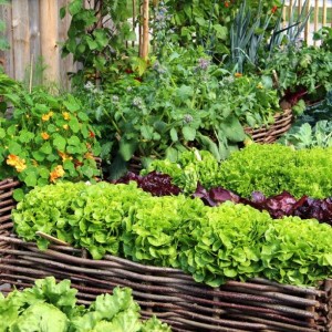 Các loại rau quả tốt nhất để trồng trong vườn nhỏ